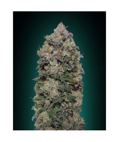 Semillas Northern Lights feminizadas de 00 Seeds
