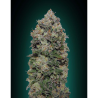 Semillas Northern Lights feminizadas de 00 Seeds