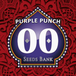 Semillas Purple Punch feminizadas de 00 Seeds