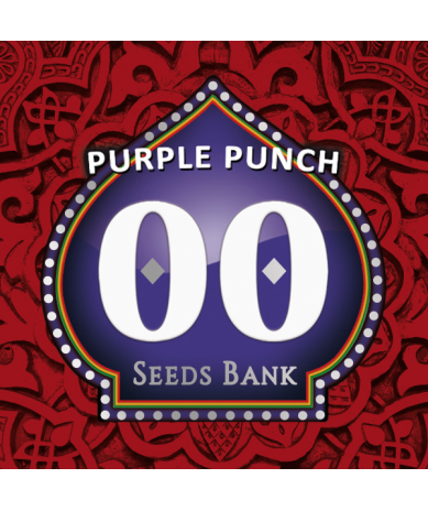 Semillas Purple Punch feminizadas de 00 Seeds