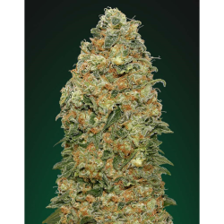 Semillas White Widow feminizadas de 00 Seeds