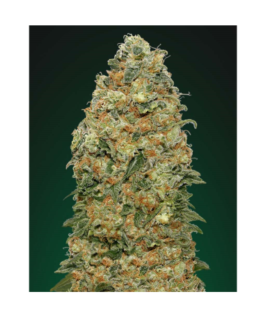 Semillas White Widow feminizadas de 00 Seeds