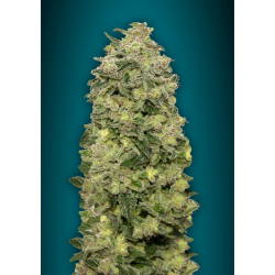 Semillas Auto Afghan Skunk autoflorecientes de Advanced Seeds