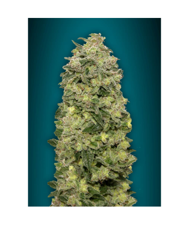 Semillas Auto Afghan Skunk autoflorecientes de Advanced Seeds