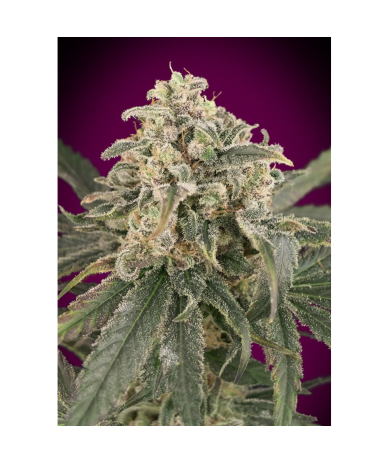 Semillas Auto Amnesia XXL autoflorecientes de Advanced Seeds