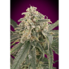 Semillas Auto Amnesia XXL autoflorecientes de Advanced Seeds