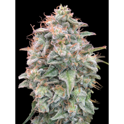 Semillas Auto Banana Cookies autoflorecientes de Advanced Seeds