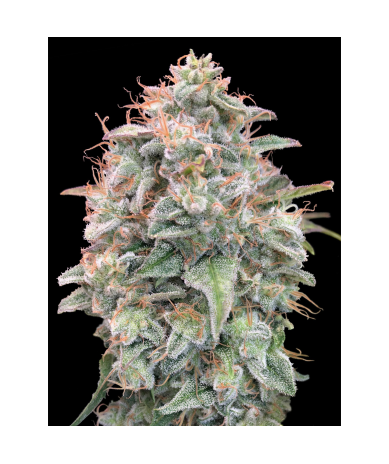 Semillas Auto Banana Cookies autoflorecientes de Advanced Seeds