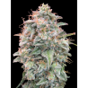 Semillas Auto Banana Cookies autoflorecientes de Advanced Seeds