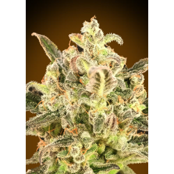 Semillas Auto Biodiesel Mass XXL autoflorecientes de Advanced Seeds