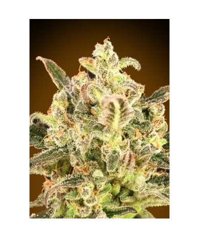 Semillas Auto Biodiesel Mass XXL autoflorecientes de Advanced Seeds