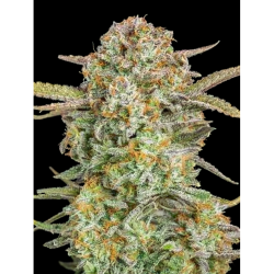 Semillas Auto Bruce Banner XXL autoflorecientes de Advanced Seeds