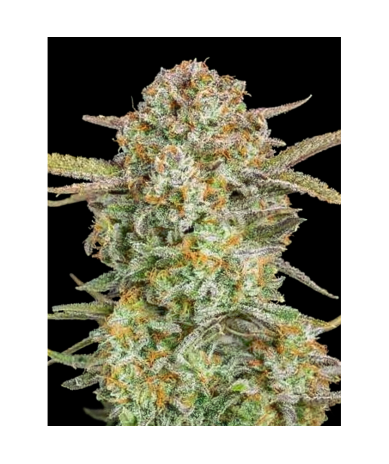 Semillas Auto Bruce Banner XXL autoflorecientes de Advanced Seeds