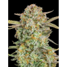 Semillas Auto Bruce Banner XXL autoflorecientes de Advanced Seeds