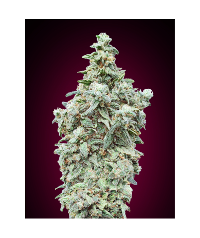 Semillas Auto Cherry Pie autoflorecientes de Advanced Seeds