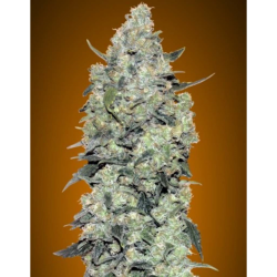 Semillas Auto Critical Mass autoflorecientes de Advanced Seeds