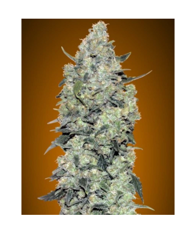 Semillas Auto Critical Mass autoflorecientes de Advanced Seeds