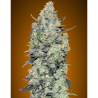 Semillas Auto Critical Mass autoflorecientes de Advanced Seeds