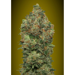 Semillas Auto Critical Soma autoflorecientes de Advanced Seeds