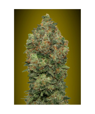 Semillas Auto Critical Soma autoflorecientes de Advanced Seeds