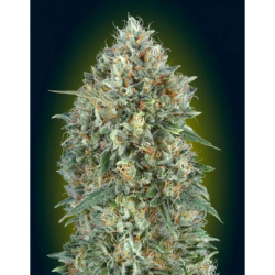 Semillas Auto Gelato Nº33 autoflorecientes de Advanced Seeds
