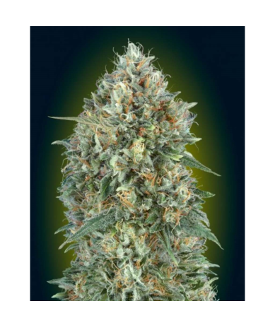 Semillas Auto Gelato Nº33 autoflorecientes de Advanced Seeds