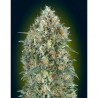 Semillas Auto Gelato Nº33 autoflorecientes de Advanced Seeds