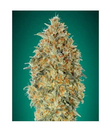 Semillas Auto Gorilla Blue autoflorecientes de Advanced Seeds