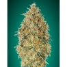 Semillas Auto Gorilla Blue autoflorecientes de Advanced Seeds