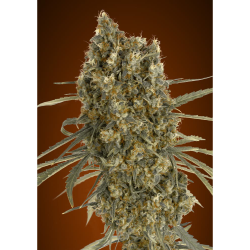 Semillas Auto Jack Herer autoflorecientes de Advanced Seeds