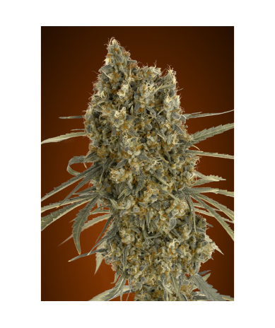 Semillas Auto Jack Herer autoflorecientes de Advanced Seeds
