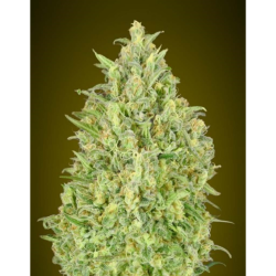Semillas Auto Pineapple Glue autoflorecientes de Advanced Seeds