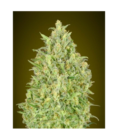 Semillas Auto Pineapple Glue autoflorecientes de Advanced Seeds