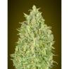 Semillas Auto Pineapple Glue autoflorecientes de Advanced Seeds