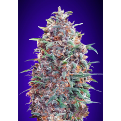 Semillas Auto Purple Diesel autoflorecientes de Advanced Seeds