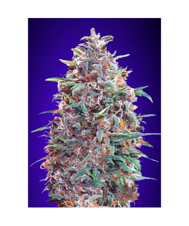Semillas Auto Purple Diesel autoflorecientes de Advanced Seeds