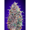 Semillas Auto Purple Diesel autoflorecientes de Advanced Seeds