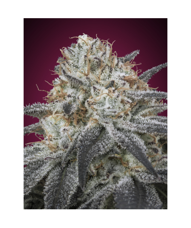 Semillas Auto Slurricane autoflorecientes de Advanced Seeds