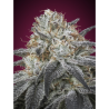 Semillas Auto Slurricane autoflorecientes de Advanced Seeds