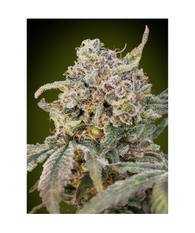 Semillas Auto Somango Glue autoflorecientes de Advanced Seeds