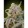 Semillas Auto Somango Glue autoflorecientes de Advanced Seeds