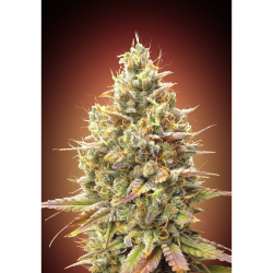 Semillas Auto Strawberry Banana autoflorecientes de Advanced Seeds