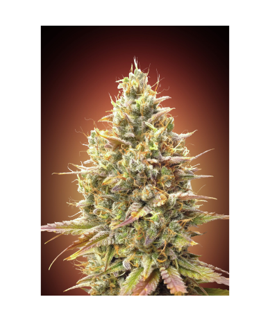 Semillas Auto Strawberry Banana autoflorecientes de Advanced Seeds