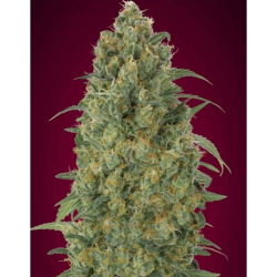 Semillas Auto Strawberry Gum autoflorecientes de Advanced Seeds