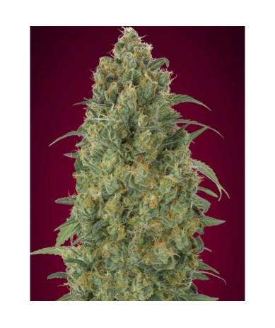 Semillas Auto Strawberry Gum autoflorecientes de Advanced Seeds