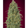 Semillas Auto Strawberry Gum autoflorecientes de Advanced Seeds