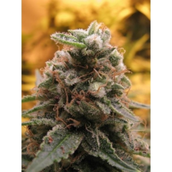 Semillas Auto Top 69 autoflorecientes de Advanced Seeds