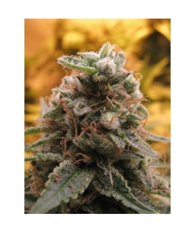 Semillas Auto Top 69 autoflorecientes de Advanced Seeds