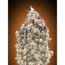 Semillas Auto Watermelon OG autoflorecientes de Advanced Seeds