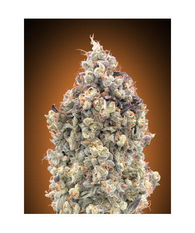Semillas Auto Watermelon OG autoflorecientes de Advanced Seeds